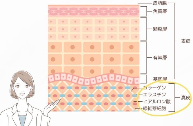 皮膚の構造
