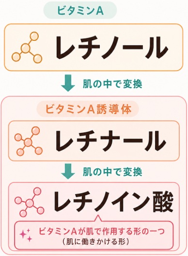 レチノールとレチナール