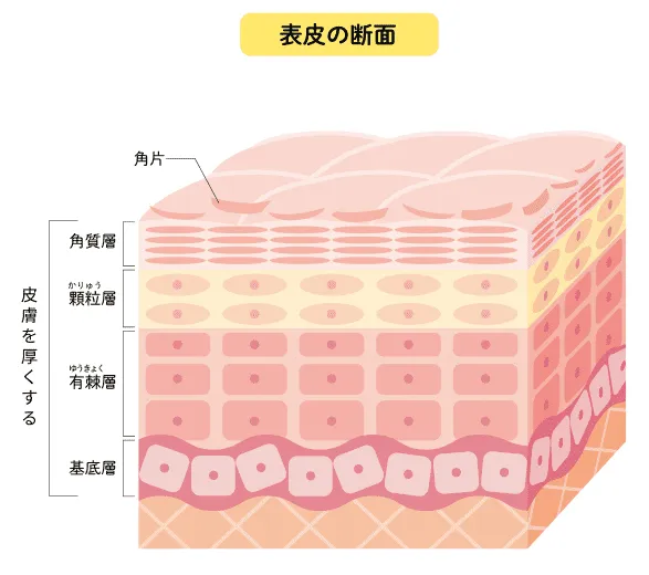 特徴の画像